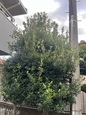 tenpo