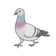 tenpo