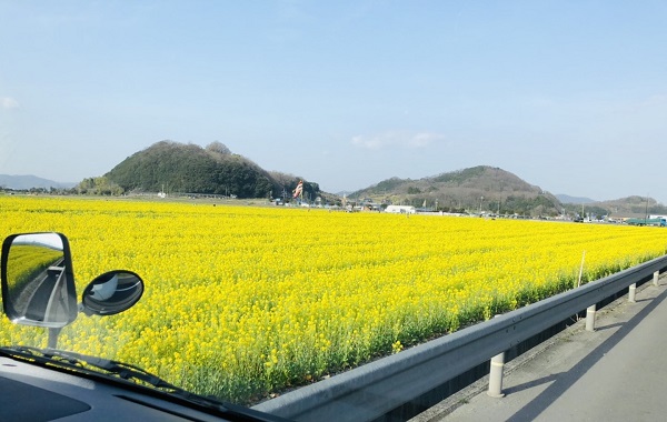 笠岡干拓菜の花