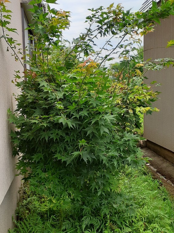草刈り