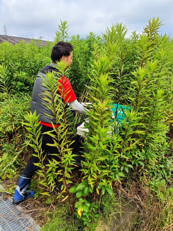 背丈以上に伸びた草木のお手入れ作業