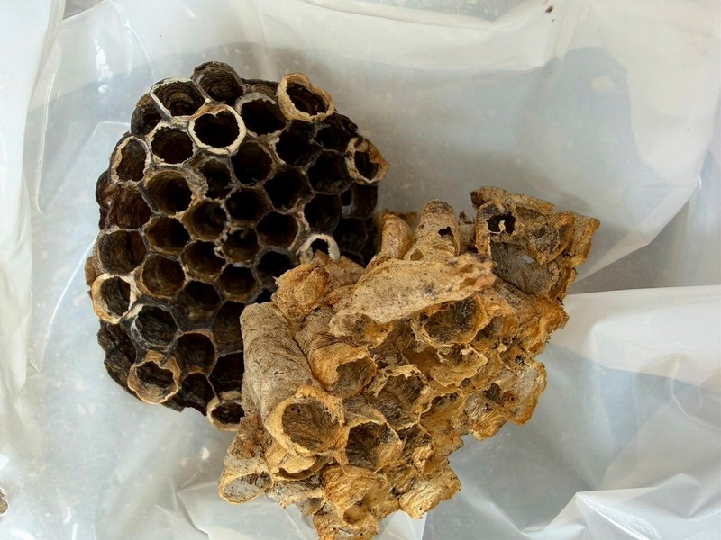 アシナガバチのハチの巣(駆除)